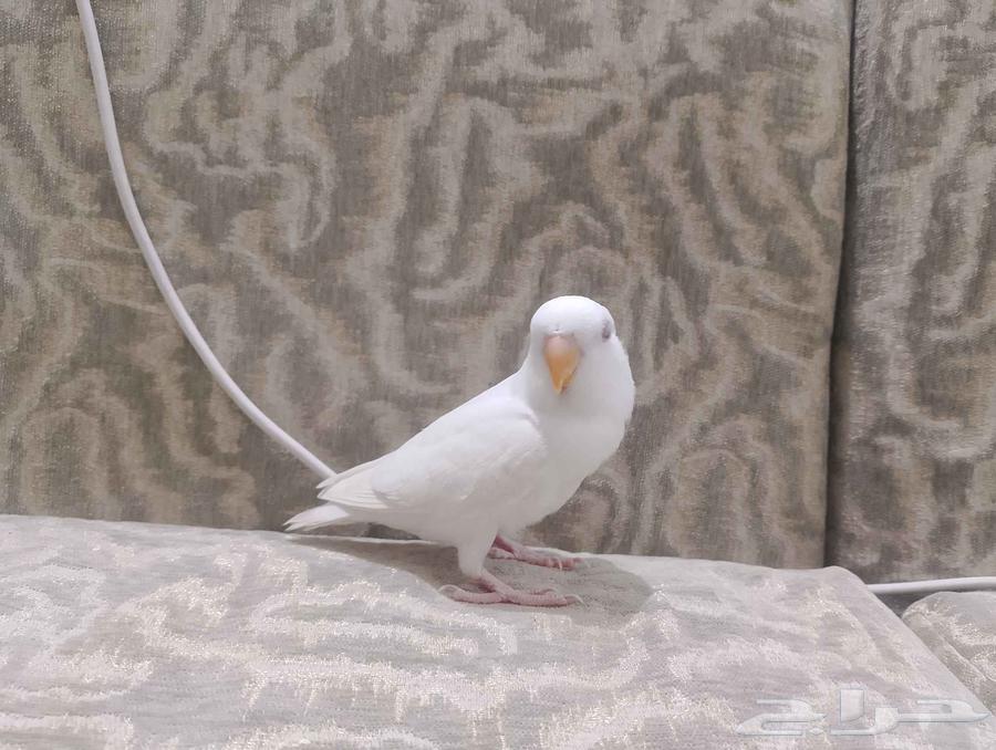 تم البيع فرخين روز64390430078339110