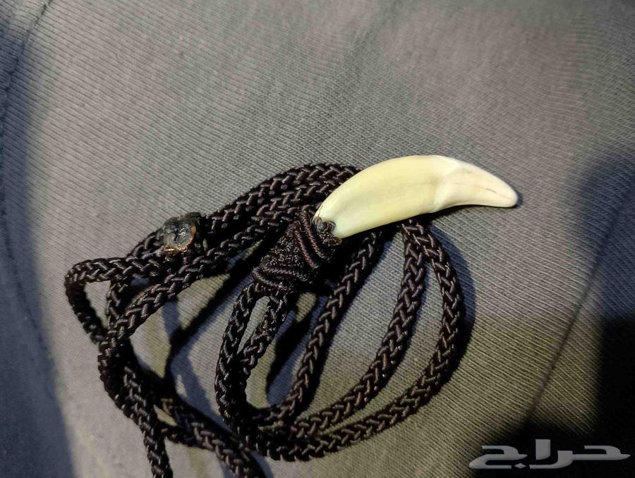 قلاده عقيق وناب واجحار كريمه64391202164611112