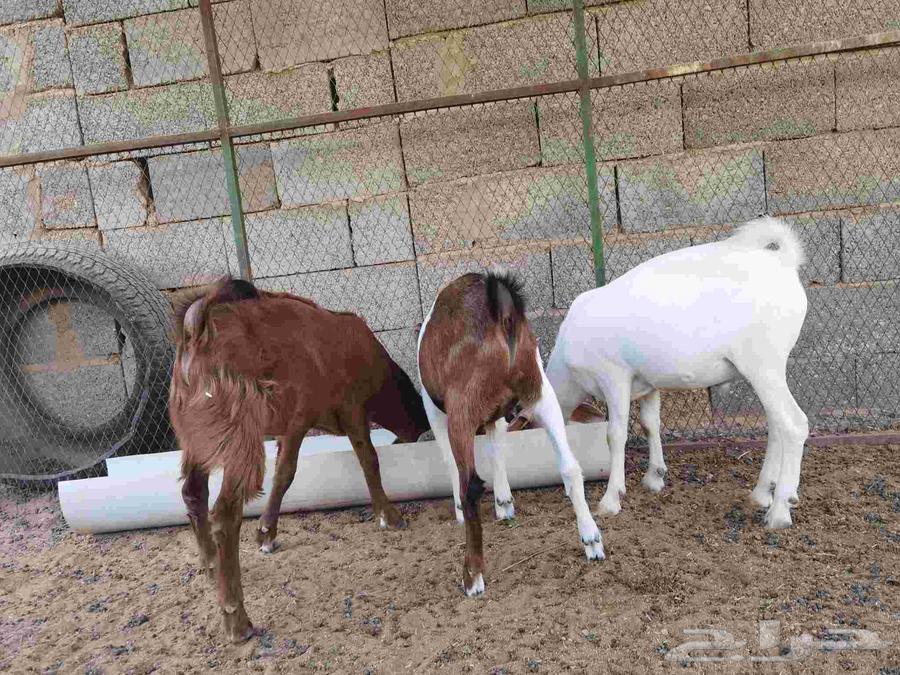 Goats64380737428097113