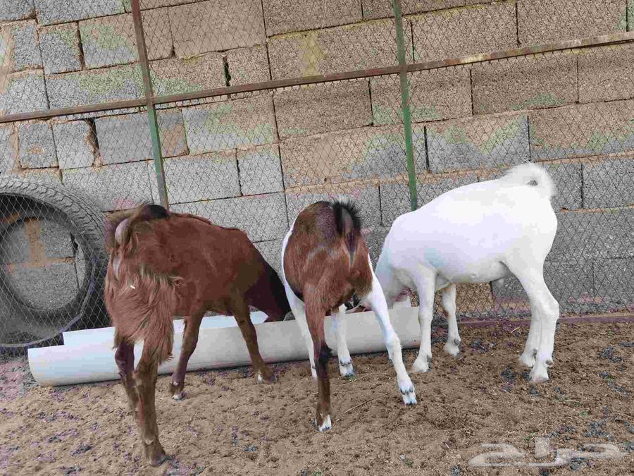 Goats64380737428097112