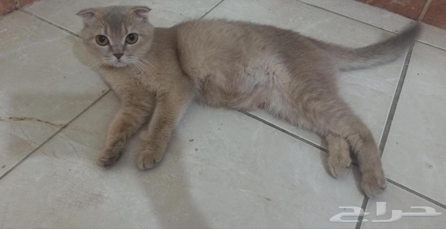 انثى سكوتش للبيع عمرها سنة و 7 اشهر64381836721027111