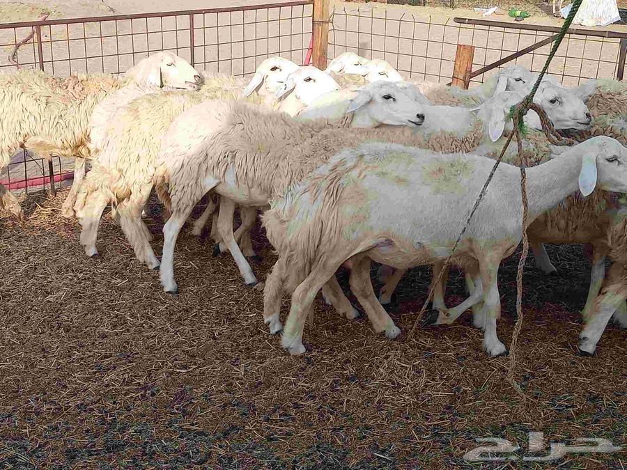 Rakhel number 22 with the bull under it 2 of them64387048395137112