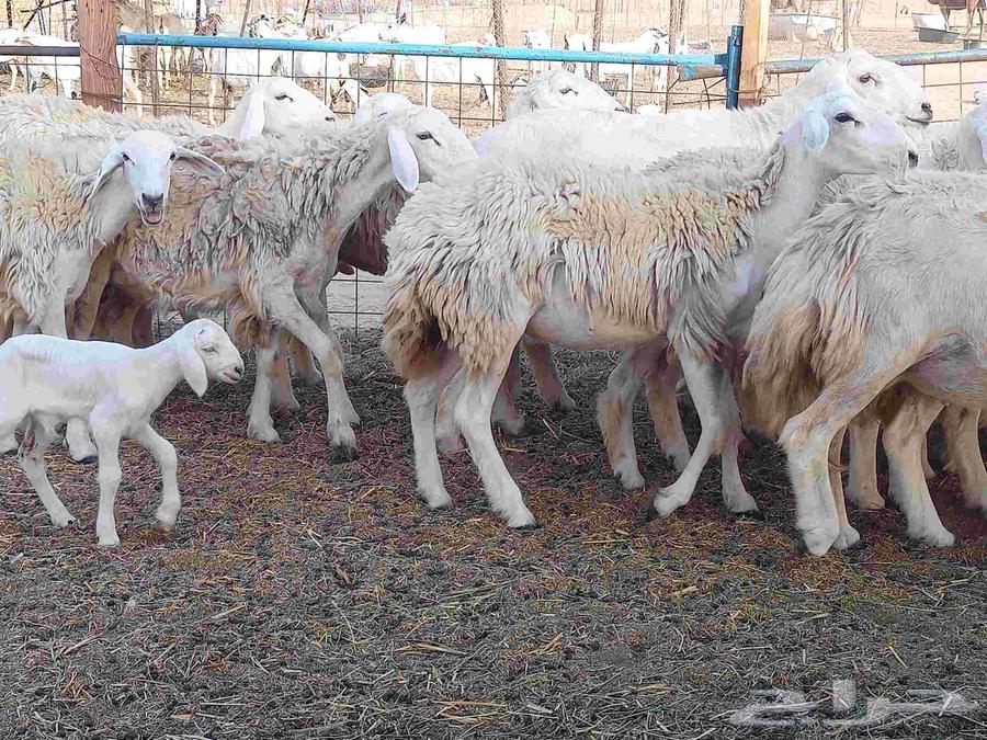 Rakhel number 22 with the bull under it 2 of them64387048395137111