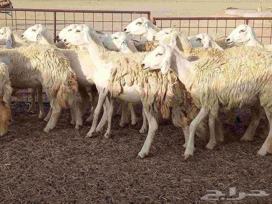 Rakhel number 22 with the bull under it 2 of them64387048395137113