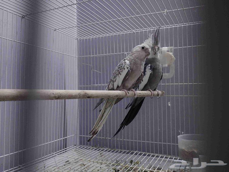 زوج كروان وزوج بادجي منتجين64389280339715114