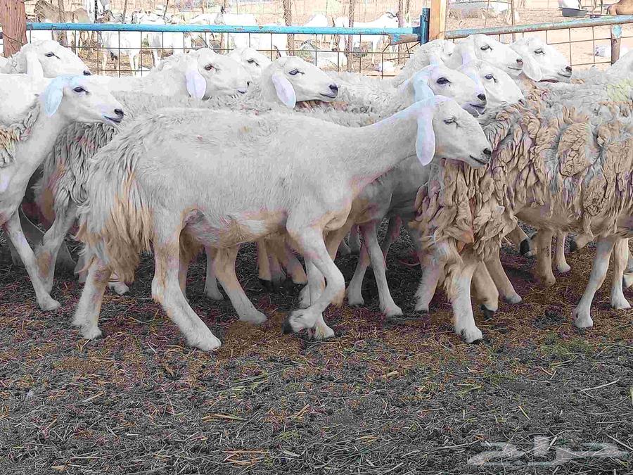 Rakhel number 22 with the bull under it 2 of them64387048395137110