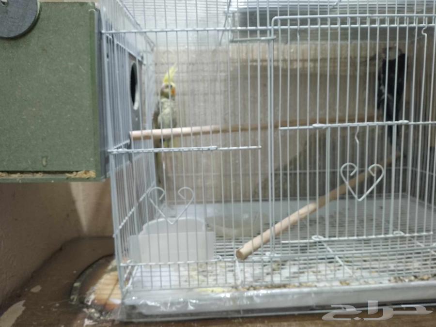 جوز كروان مع بيض64391508549633112