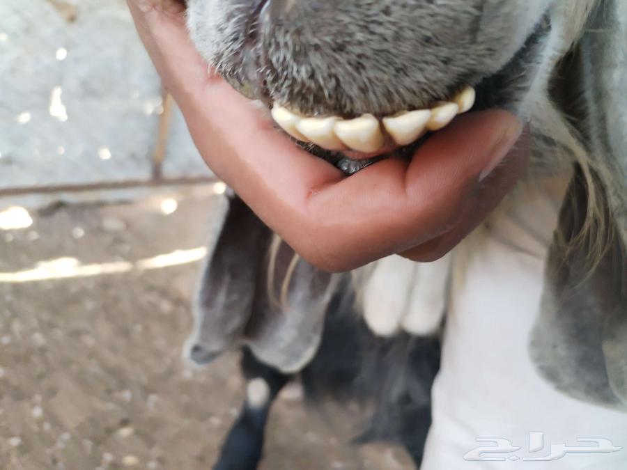 للبيع تيس فحل64382486870658111