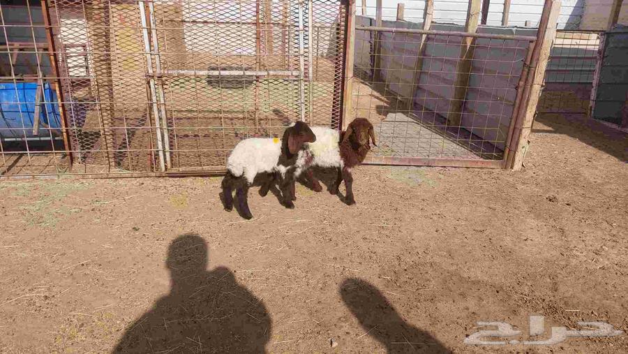 دواغير نعيم وبهم حري64385411873281112