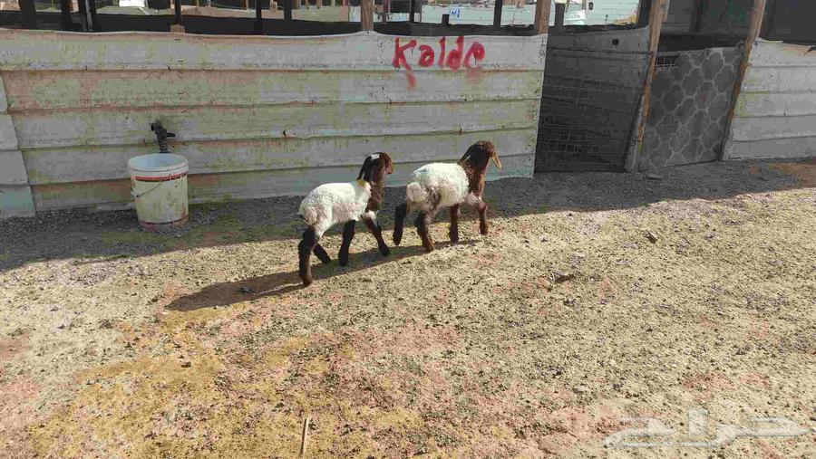 دواغير نعيم وبهم حري64385411873281111