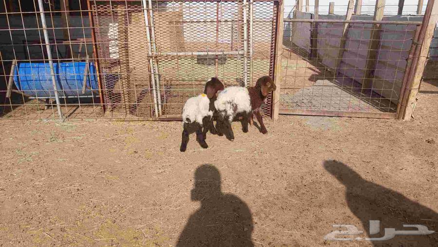 دواغير نعيم وبهم حري64385411873281113