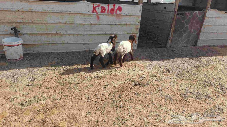 دواغير نعيم وبهم حري64385411873281110