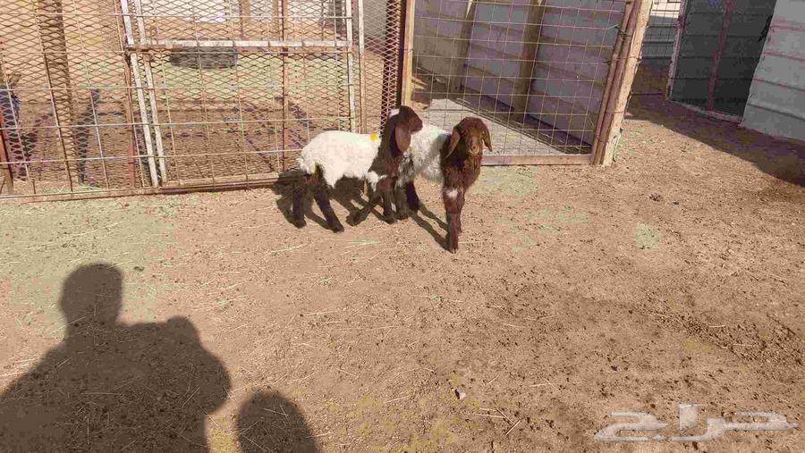 دواغير نعيم وبهم حري64385411873281114