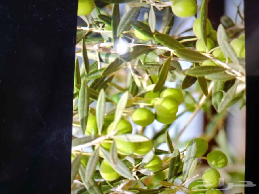 15-year-old olive trees, quantity 5000 trees64384521073922110