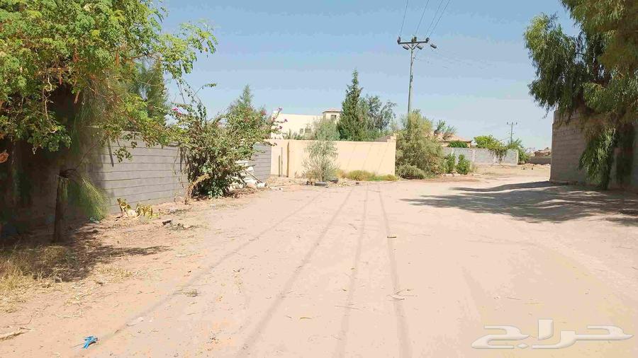 حوش في دمج خلف قصر ابن عاص للبيع63613879799555112