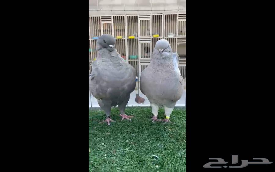 مودينا امركي64380710368387113