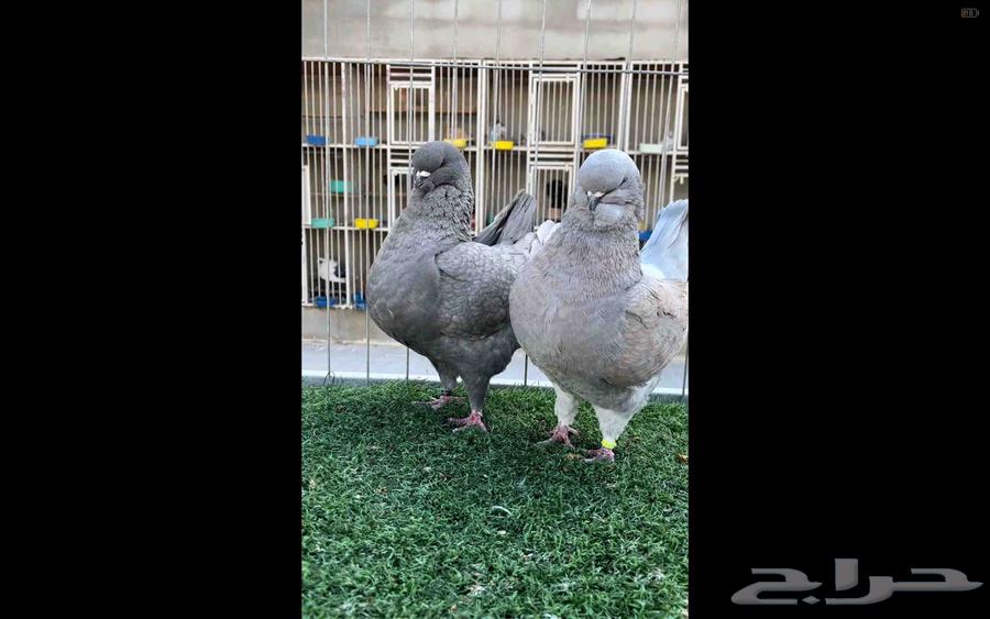 مودينا امركي64380710368387110