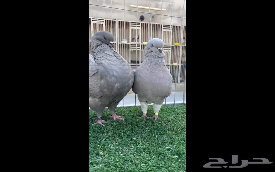 مودينا امركي64380710368387112