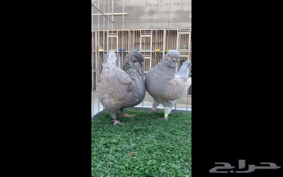 مودينا امركي64380710368387111