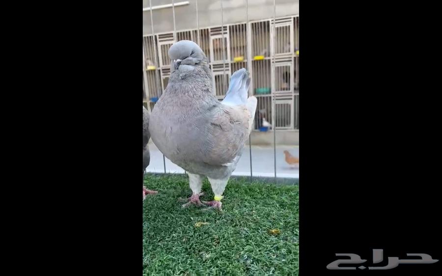 مودينا امركي64380710368387114