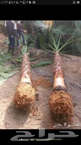 يوجد للبيع نخل واشنطني للاستفسار واتساب   053 143 553664381754302977112