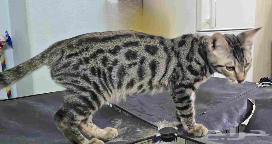 بنغال خالص فضي مبقع رخامي64378252141569113