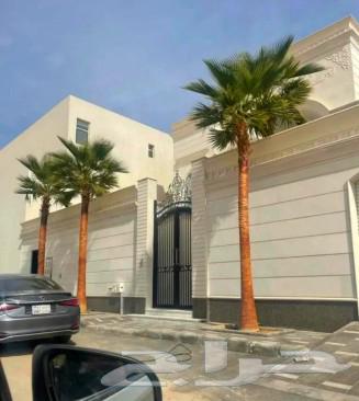 Palm trees for sale, Jathayth, Fasail, Saqie and Khalas braided palm trees, Sari Dakhini, Sultans64385635063811113