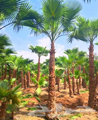 Palm trees for sale, Jathayth, Fasail, Saqie and Khalas braided palm trees, Sari Dakhini, Sultans64385635063811112