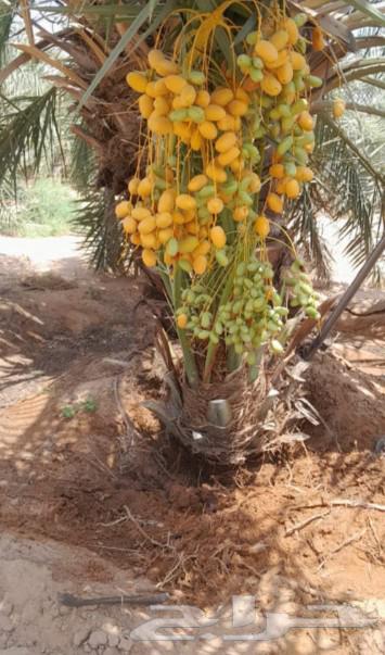 يوجد لدينا 24نخله فسايل البيع مكه بسعر مناسب64385705017091112