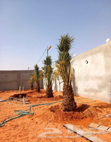 نخل مثمر للبيع نخيل اخلاص سكري صقعي هلالي مجدول سلج سلاطين64388301147011112