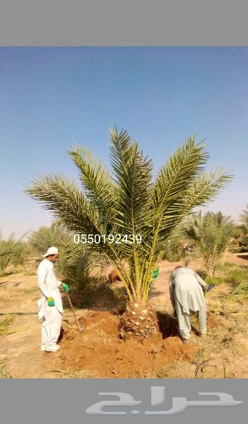 نخل مثمر للبيع نخيل اخلاص سكري صقعي هلالي مجدول سلج سلاطين64388301147011110