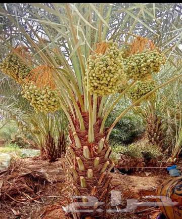 نخل للبيع نخيل مثمر خلاص صقعي سكري شيشي والشنطني هلالي سلج64383664071043112