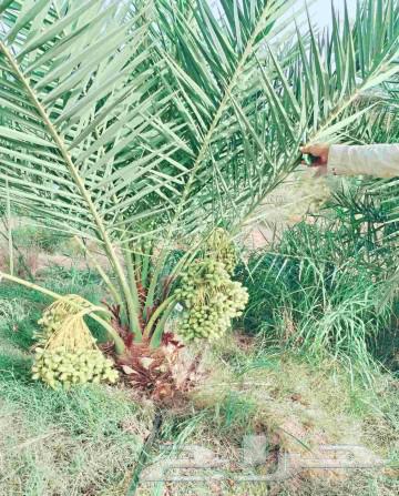 نخل للبيع نخيل مثمر خلاص صقعي سكري شيشي والشنطني هلالي سلج64383664071043113