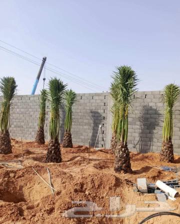 نخل للبيع نخيل مثمر خلاص صقعي سكري شيشي والشنطني هلالي سلج64383664071043110