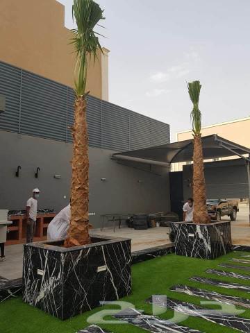 يوجد للبيع نخل واشنطني للاستفسار واتساب   053 143 553664381754302977113