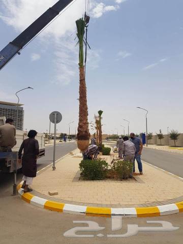 يوجد للبيع نخل واشنطني للاستفسار واتساب   053 143 553664381754302977111