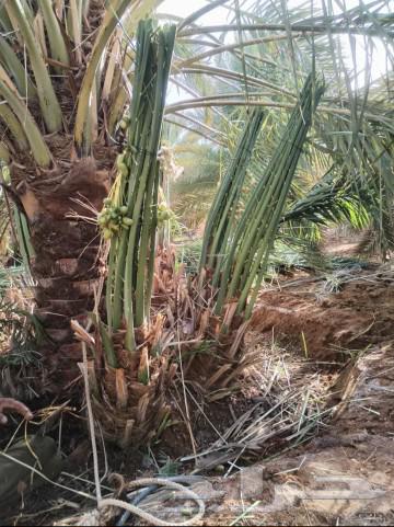 يوجد لدينا 24نخله فسايل البيع مكه بسعر مناسب64385705017091110