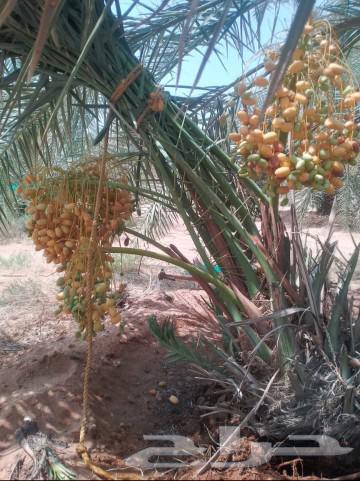 يوجد لدينا 24نخله فسايل البيع مكه بسعر مناسب64385705017091113