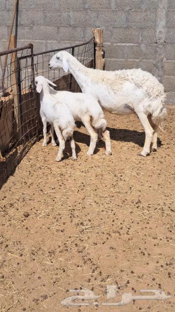 شاه متبع للبيع64389930364547110