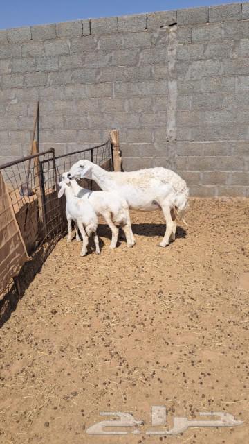 شاه متبع للبيع64389930364547111