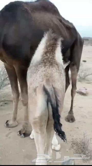 حشوان البيع عمره 5شهور64389433199233110