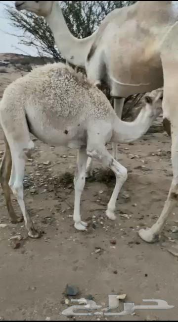 حشوان البيع عمره 5شهور64389433199233112