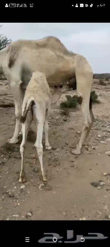 حشوان البيع عمره 5شهور64389433199233111