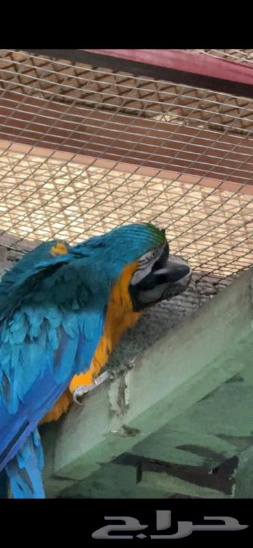 For sale pair of macaws for breeding enthusiasts64386096284418110