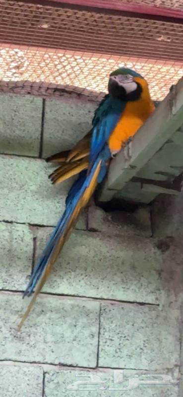 For sale pair of macaws for breeding enthusiasts64386096284418111