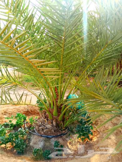 Palm trees for sale, Jathayth, Fasail, Saqie and Khalas braided palm trees, Sari Dakhini, Sultans64385635063811114