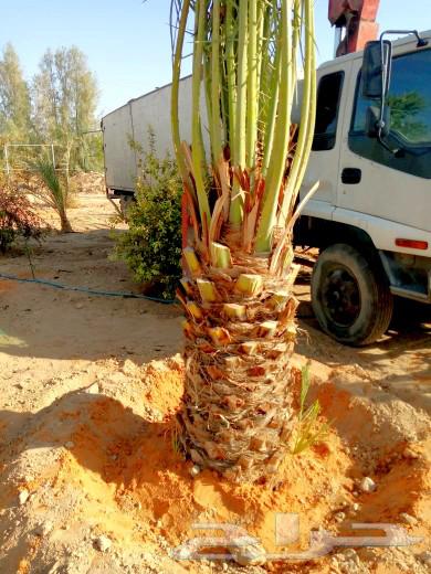 Palm trees for sale, Jathayth, Fasail, Saqie and Khalas braided palm trees, Sari Dakhini, Sultans64385635063811111