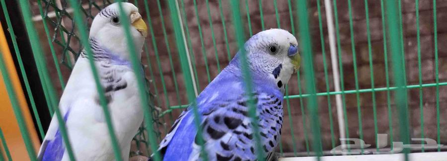 زوج بادجي مثالي64380478079873113