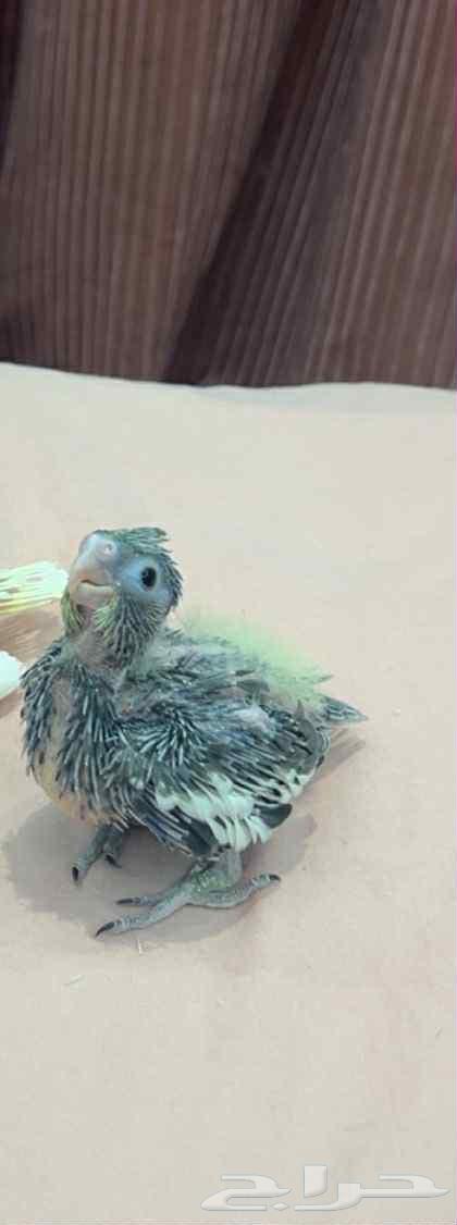 فرخ كروان64379064826625111