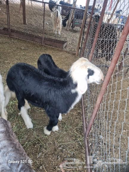 طليان نجد للبيع64386850177922110